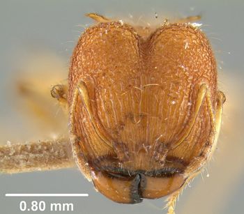 Media type: image;   Entomology 20642 Aspect: head frontal view